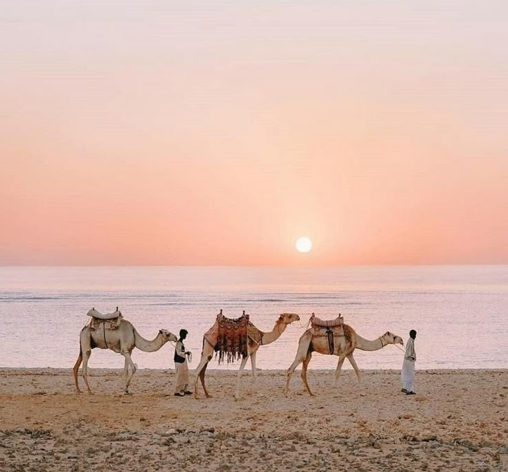 download fotor 20250531112545